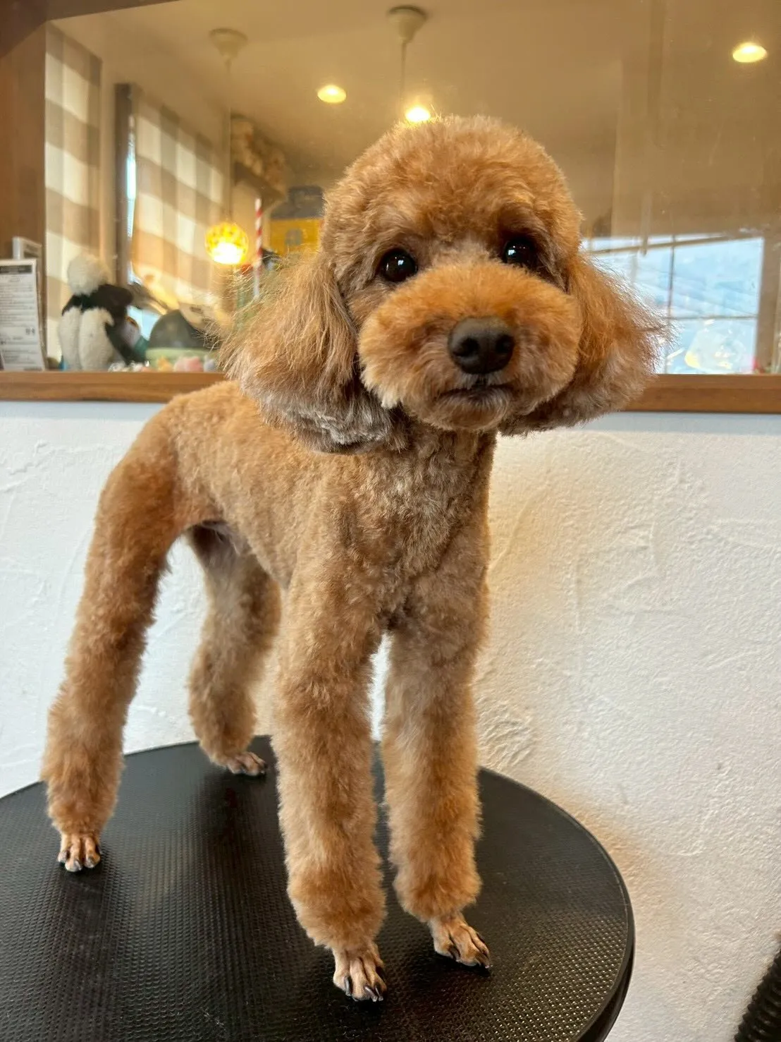 🥳✨お友達を紹介します!✨🥳