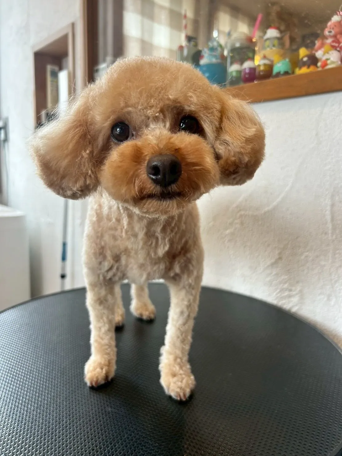 可愛いワンちゃんたちが大集合！✨