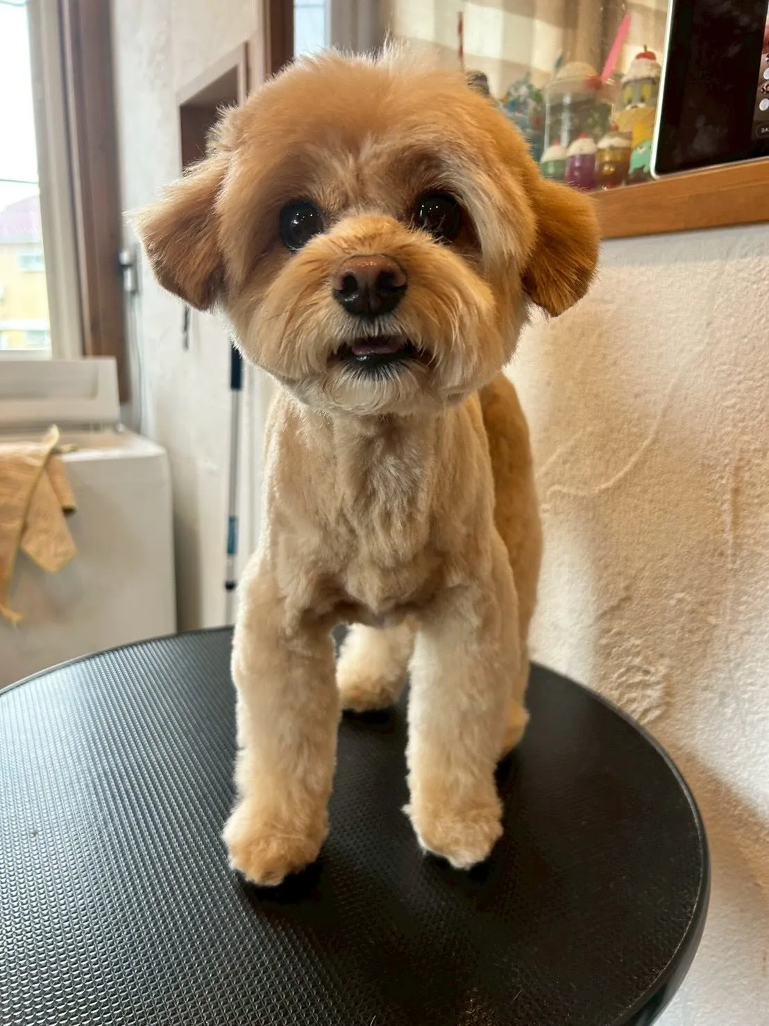 可愛いワンちゃんたちが大集合！✨