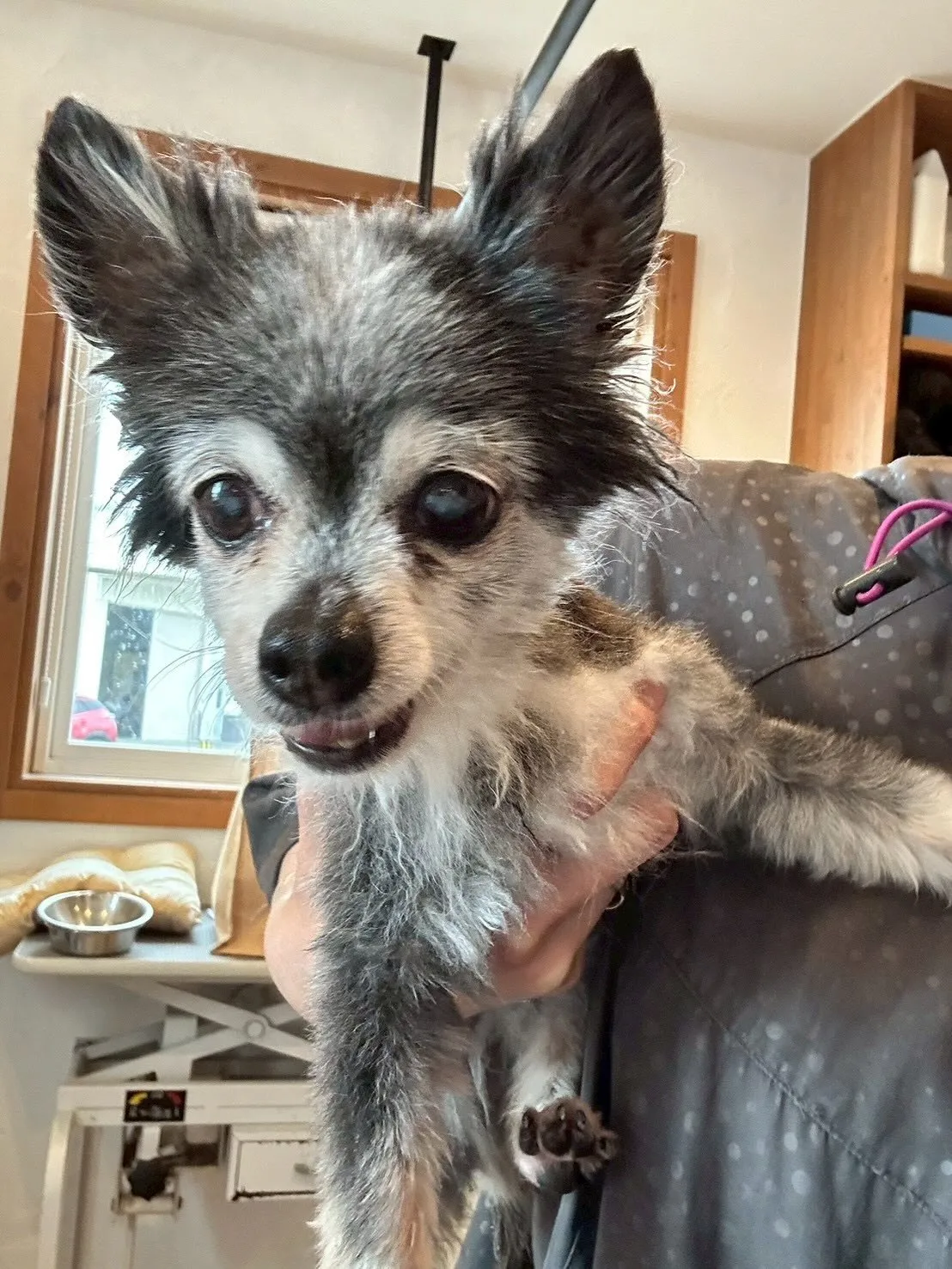 可愛いワンちゃんたちが大集合！✨