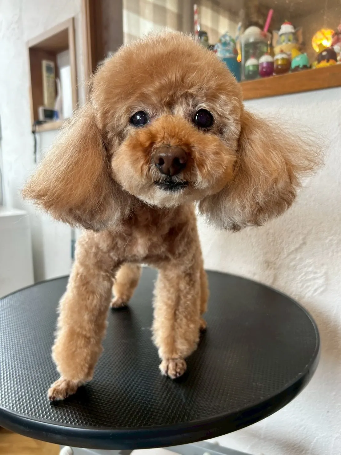 🌟みんなふわふわカット🐶✂️