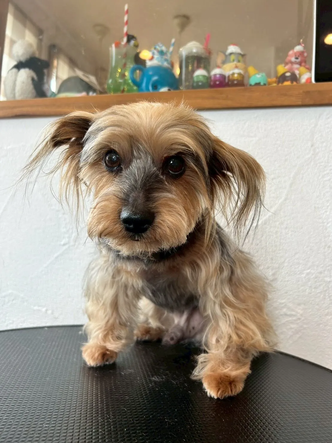 🌟みんなふわふわカット🐶✂️