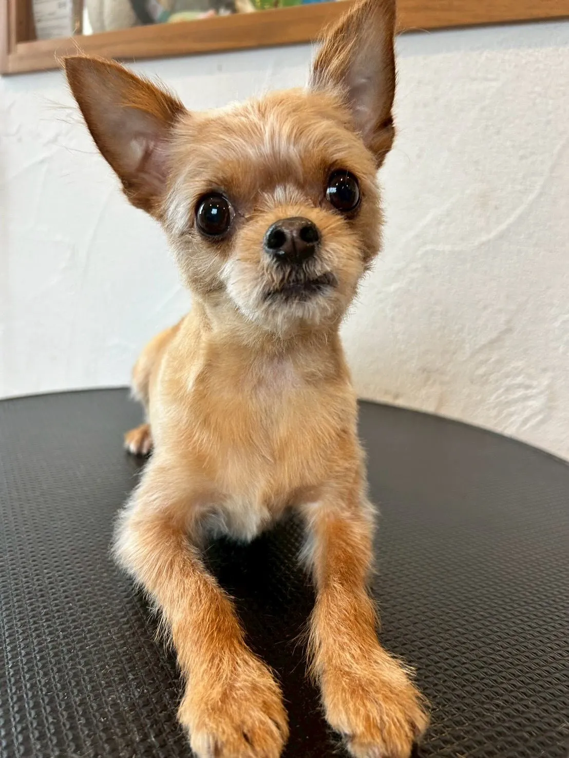 🌟みんなふわふわカット🐶✂️