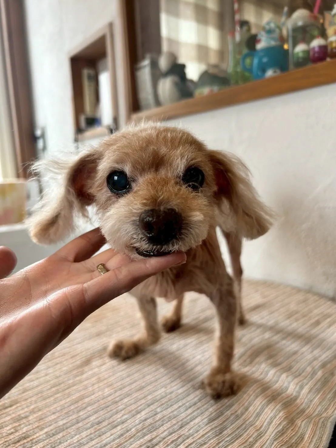 素敵なワンちゃんたちがたくさん遊びに来てくれました！✨