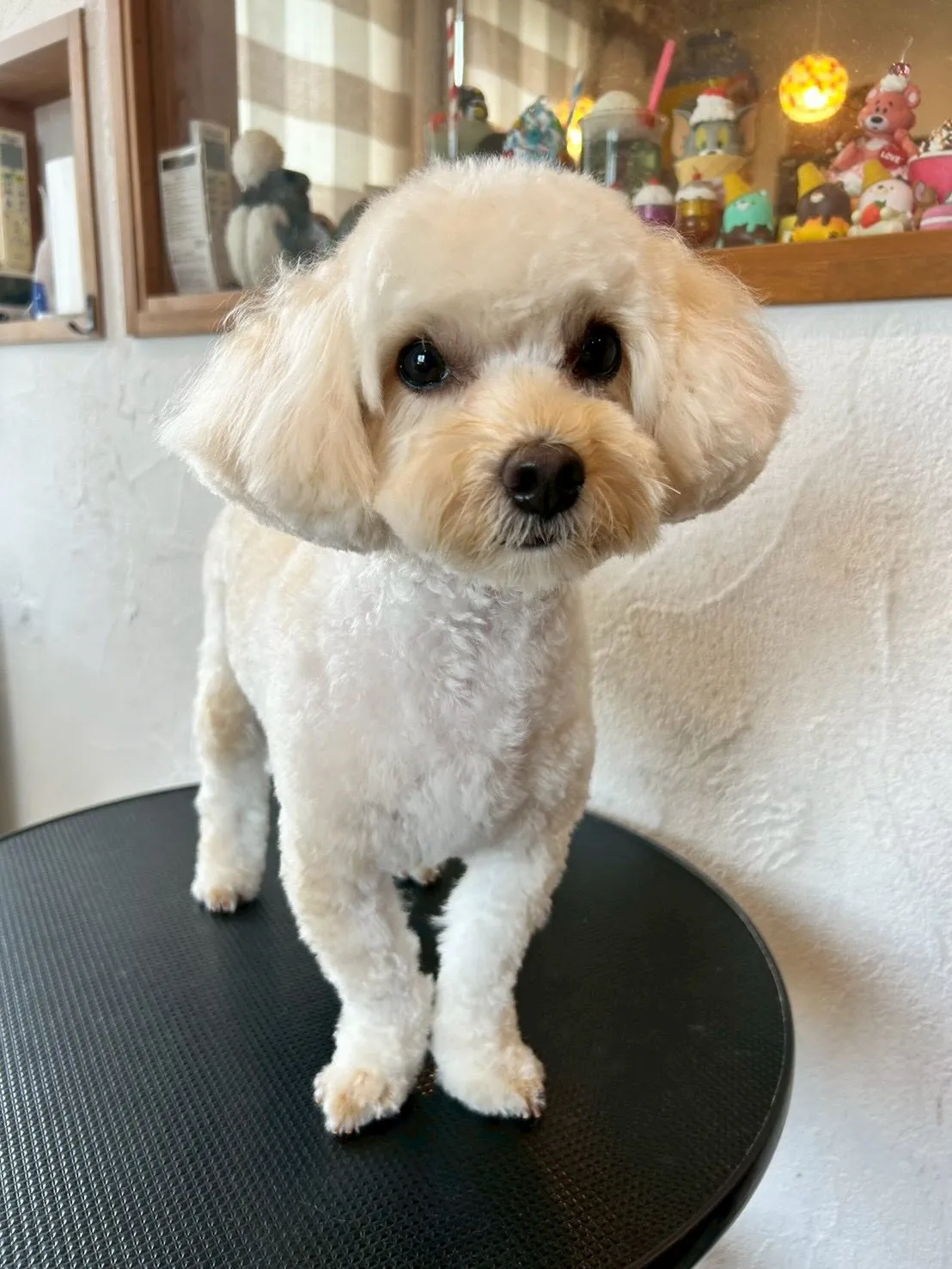 素敵なワンちゃんたちがたくさん遊びに来てくれました!✨