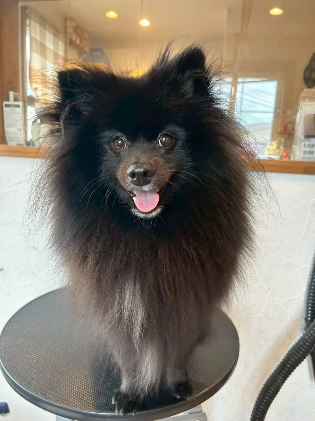 素敵なワンちゃんたちがたくさん遊びに来てくれました!✨