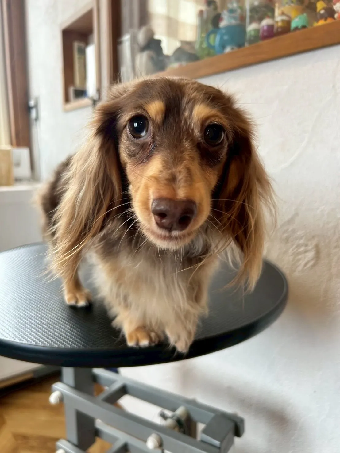 🐶💖ミニチュアダックスフントのNOAちゃん、LuLuちゃん、...