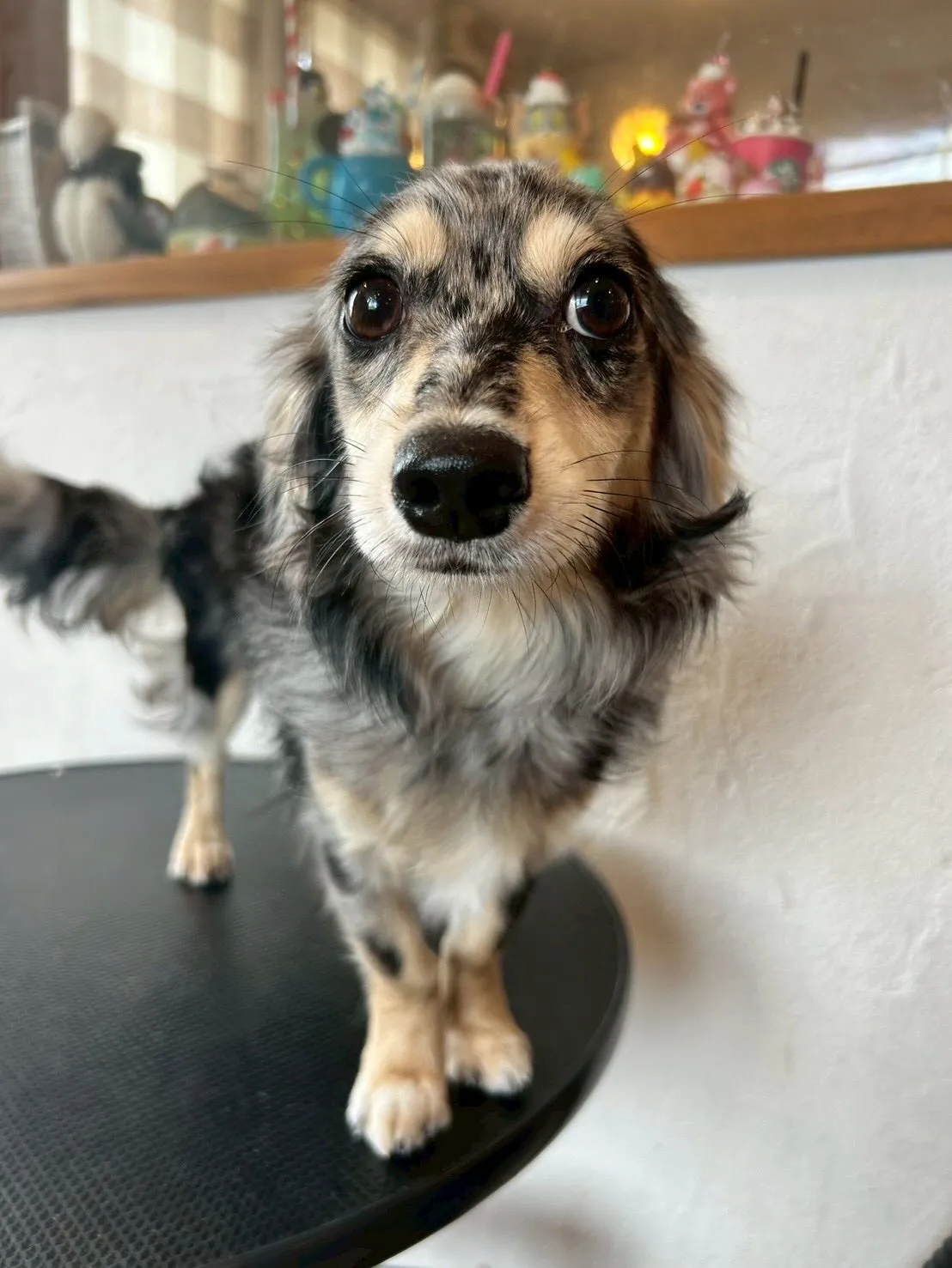 🐶💖ミニチュアダックスフントのNOAちゃん、LuLuちゃん、...