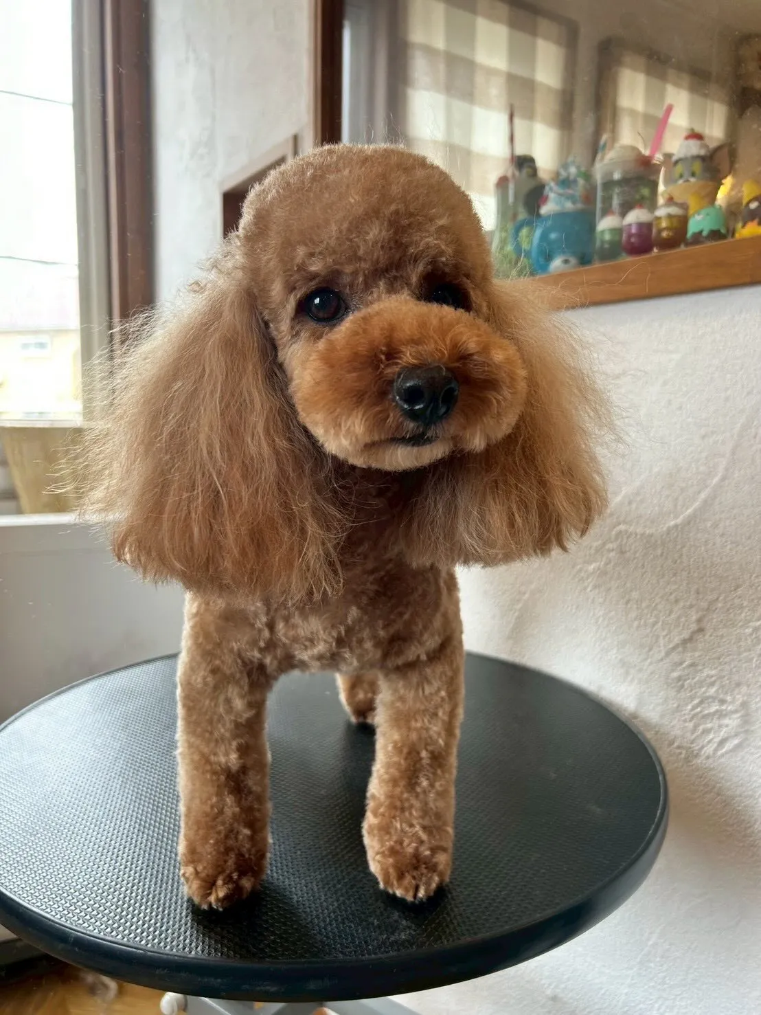 🐶💖ミニチュアダックスフントのNOAちゃん、LuLuちゃん、...