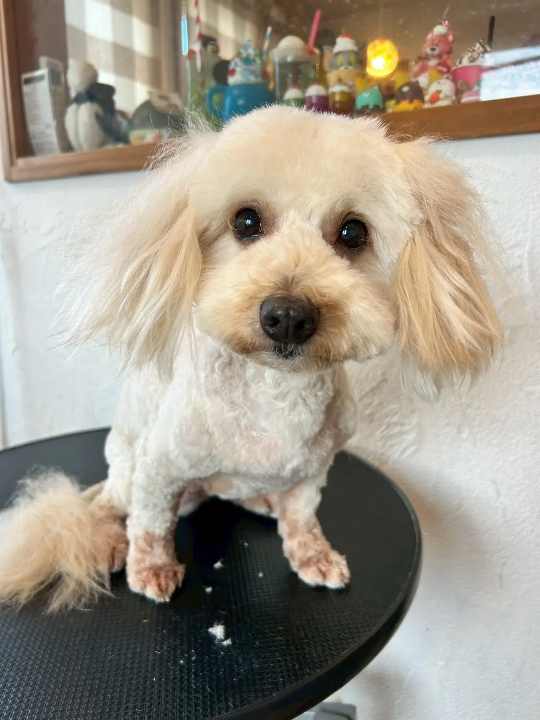 🐶💖ミニチュアダックスフントのNOAちゃん、LuLuちゃん、...