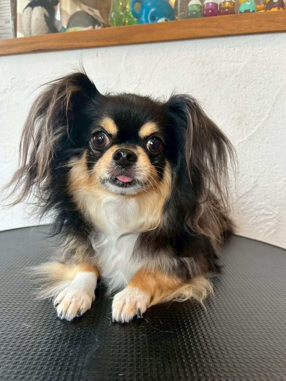 🐶💖ミニチュアダックスフントのNOAちゃん、LuLuちゃん、...