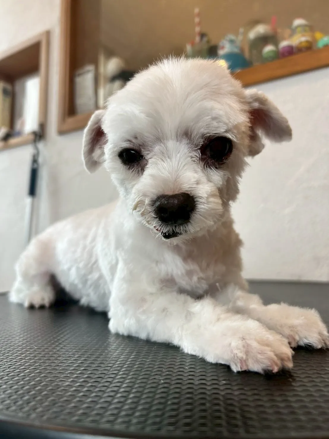 🎉たくさんのワンちゃんたちがトリミングに来てくれました🐶✂️