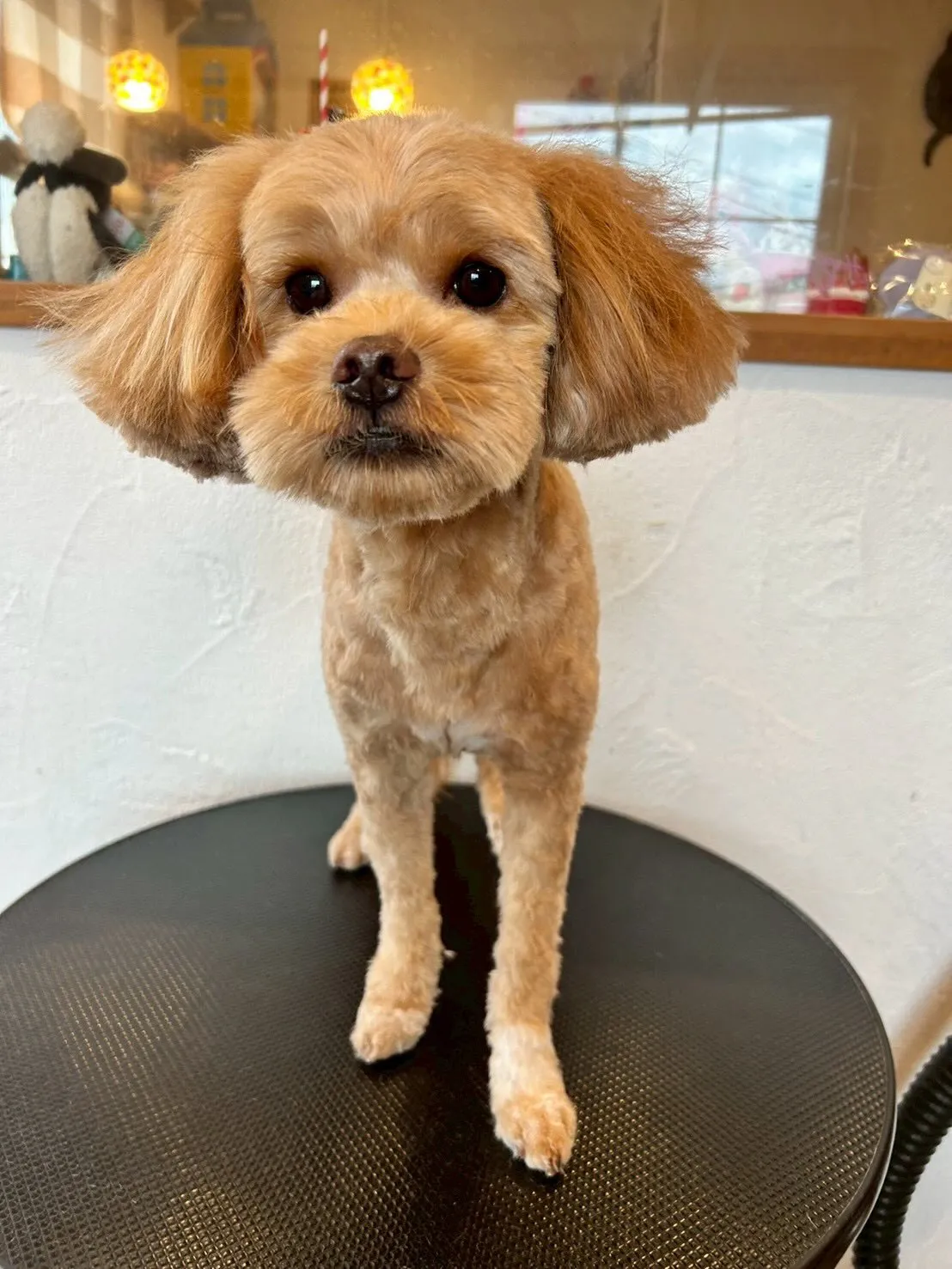 🎉たくさんのワンちゃんたちがトリミングに来てくれました🐶✂️