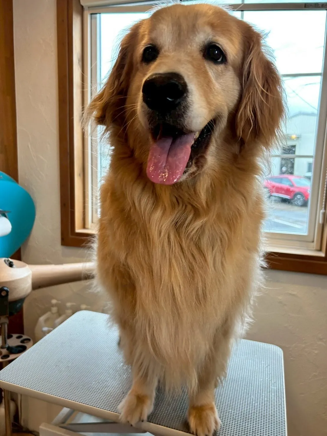 🎉たくさんのワンちゃんたちがトリミングに来てくれました🐶✂️