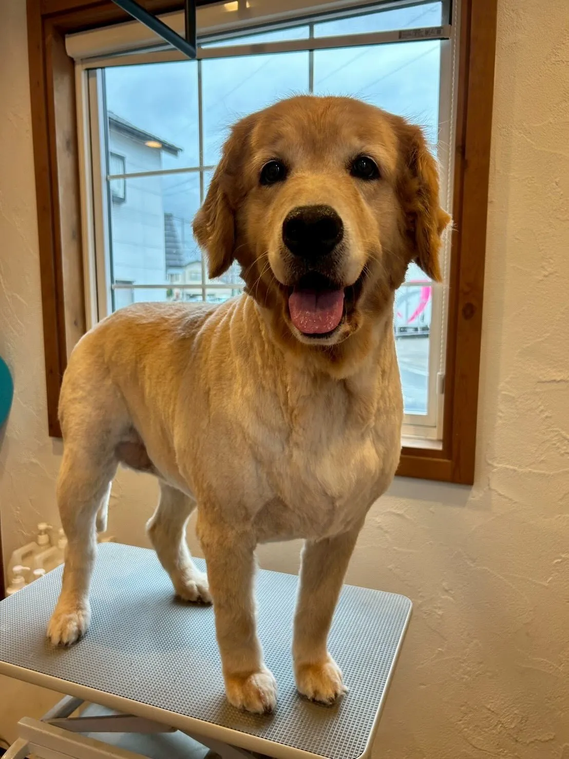 🎉たくさんのワンちゃんたちがトリミングに来てくれました🐶✂️