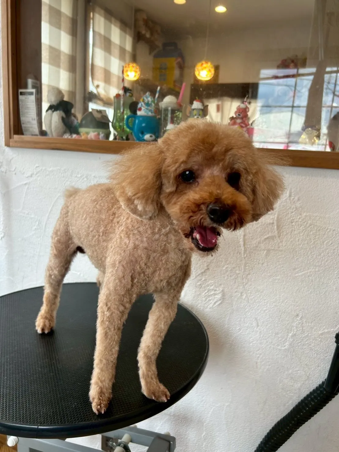 🌟 トリミングサロンへようこそ!