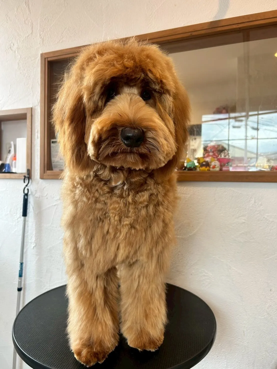 🌟 トリミングサロンへようこそ!