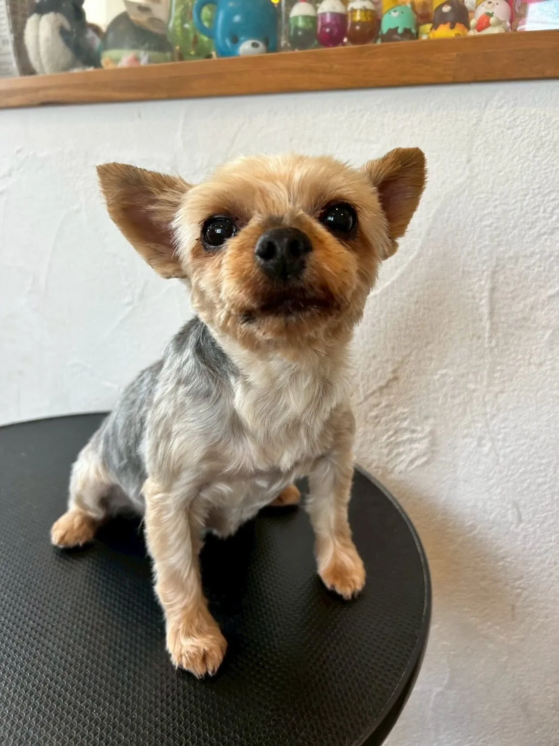 わんちゃんたちをもっと可愛く、涼しく🌞✨ 