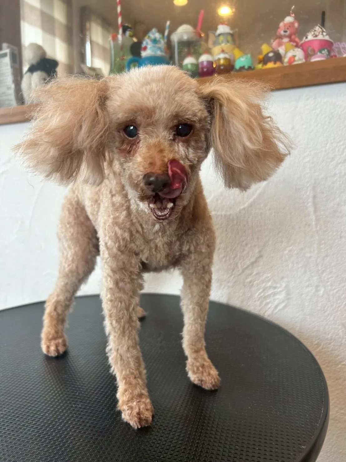 わんちゃんたちをもっと可愛く、涼しく🌞✨ 