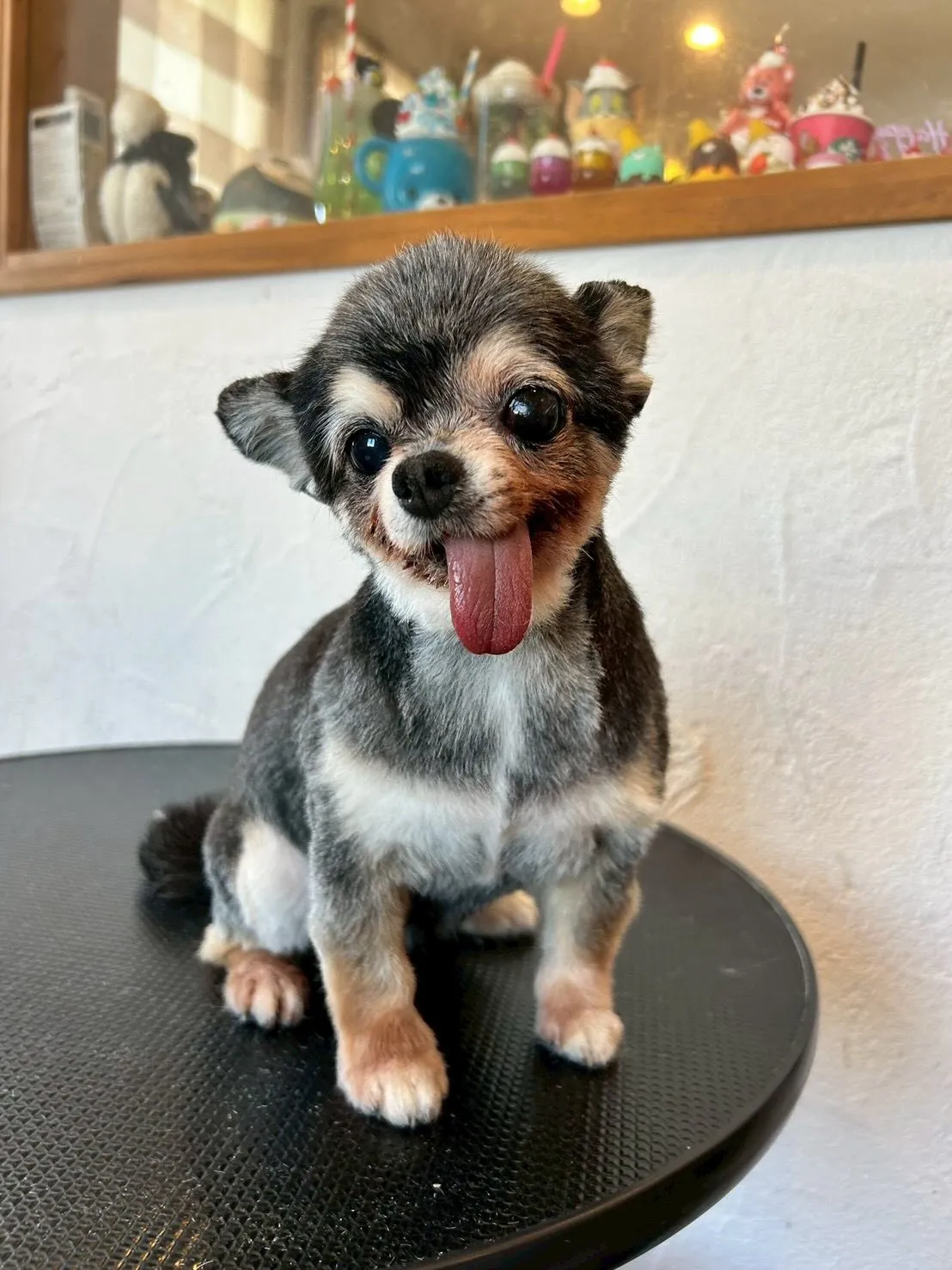 🐾楽しいトリミングデー🐾