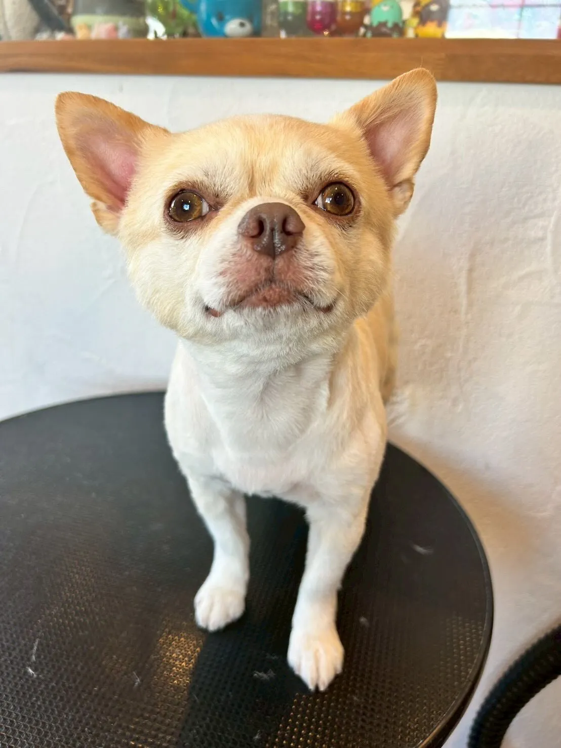 🐾楽しいトリミングデー🐾