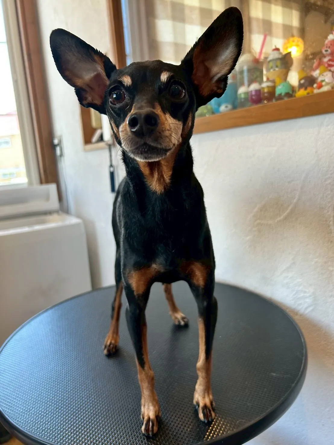 🐾楽しいトリミングデー🐾