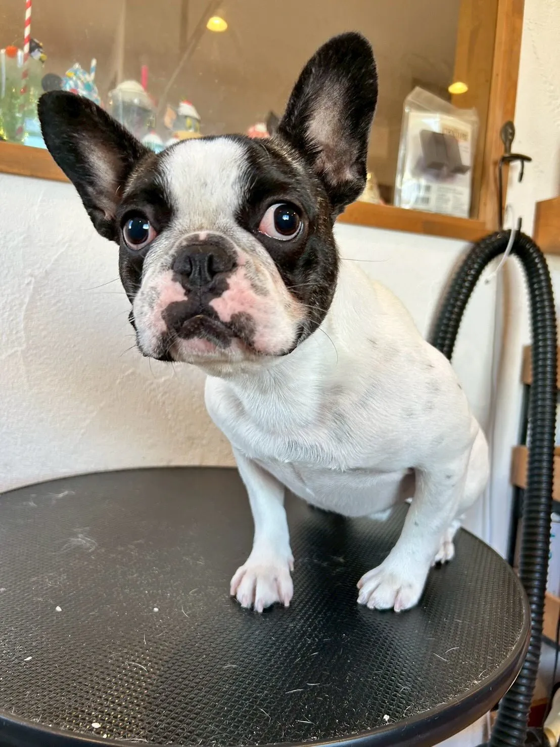 🐾楽しいトリミングデー🐾