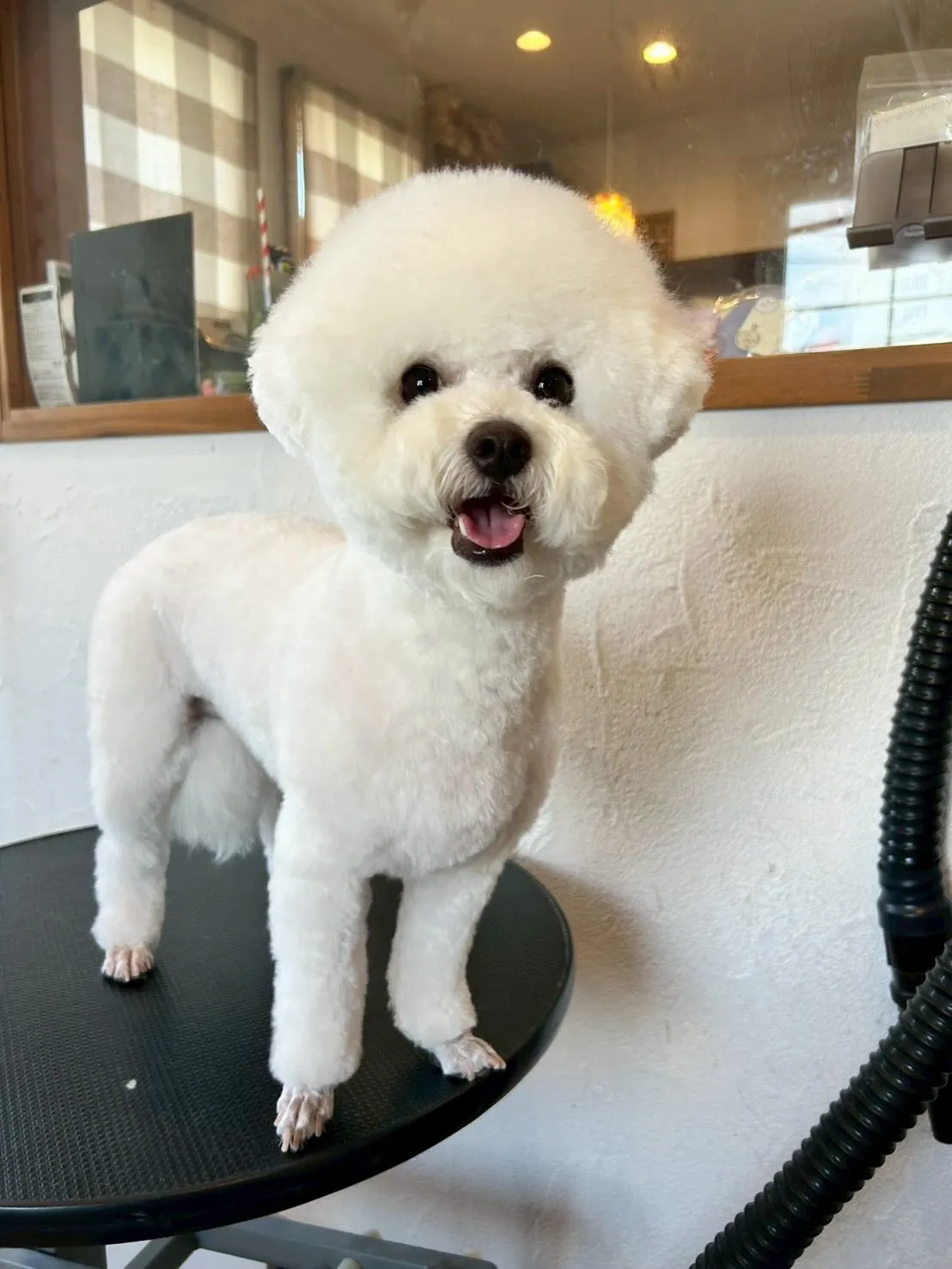 サロンに可愛いワンちゃんたちが遊びに来てくれました🐶💖 