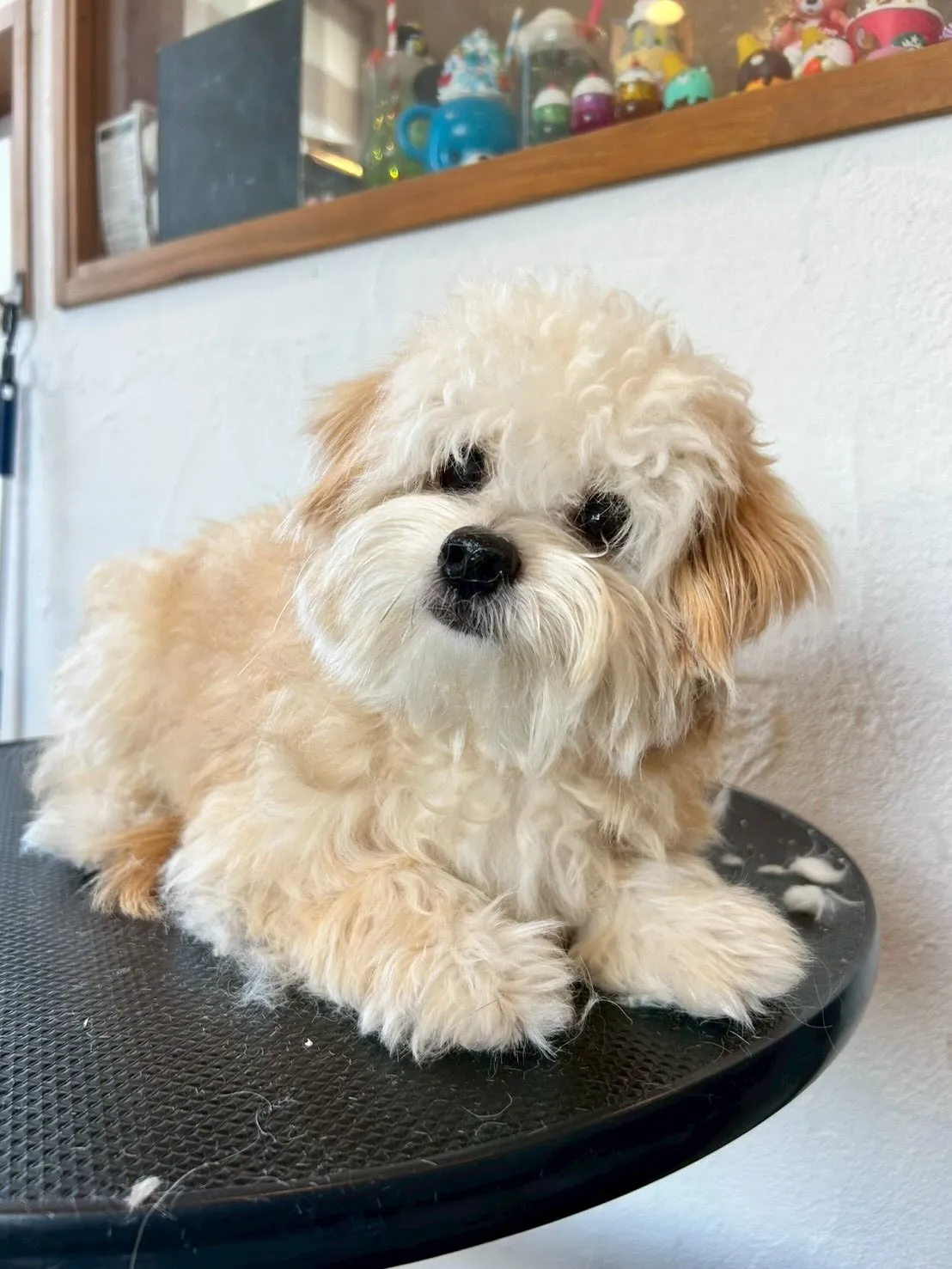 サロンに可愛いワンちゃんたちが遊びに来てくれました🐶💖 