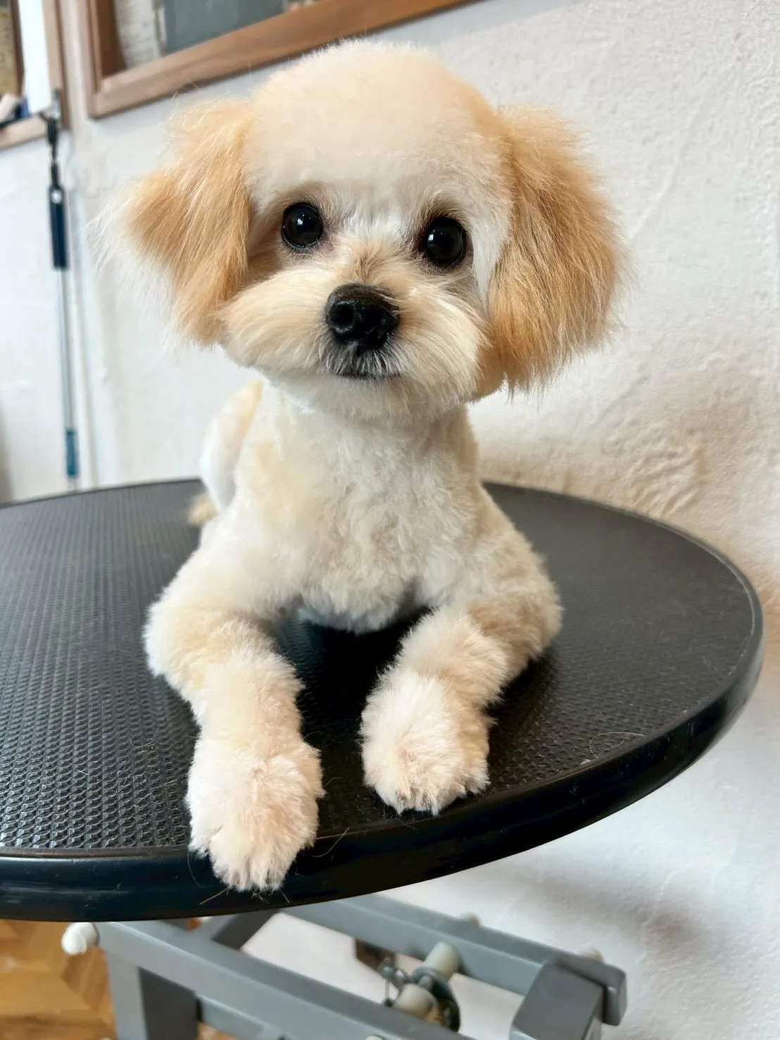 サロンに可愛いワンちゃんたちが遊びに来てくれました🐶💖 