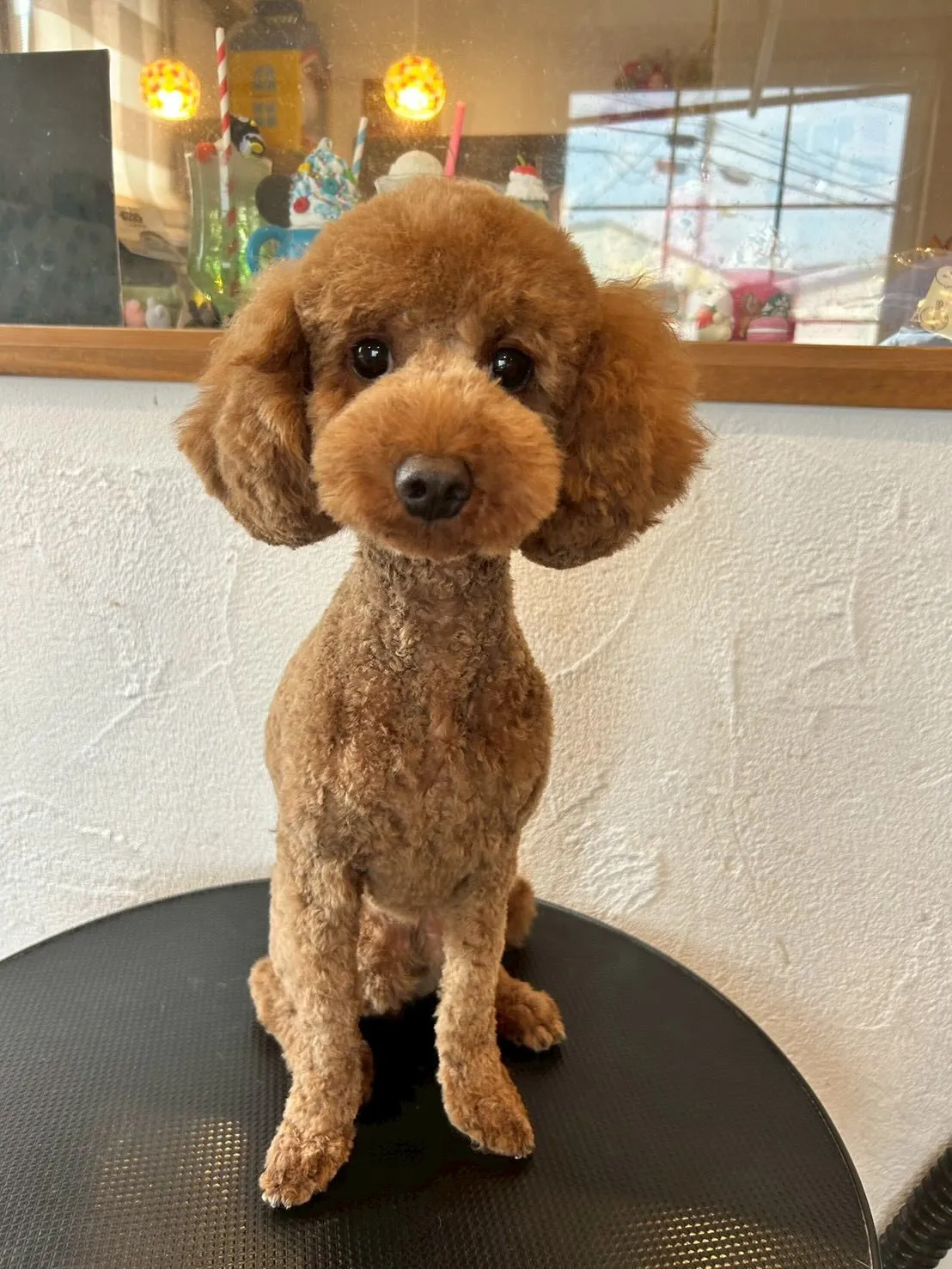 お泊まり中のMixのぷぅくん、トリミングが終わって今日もと～...