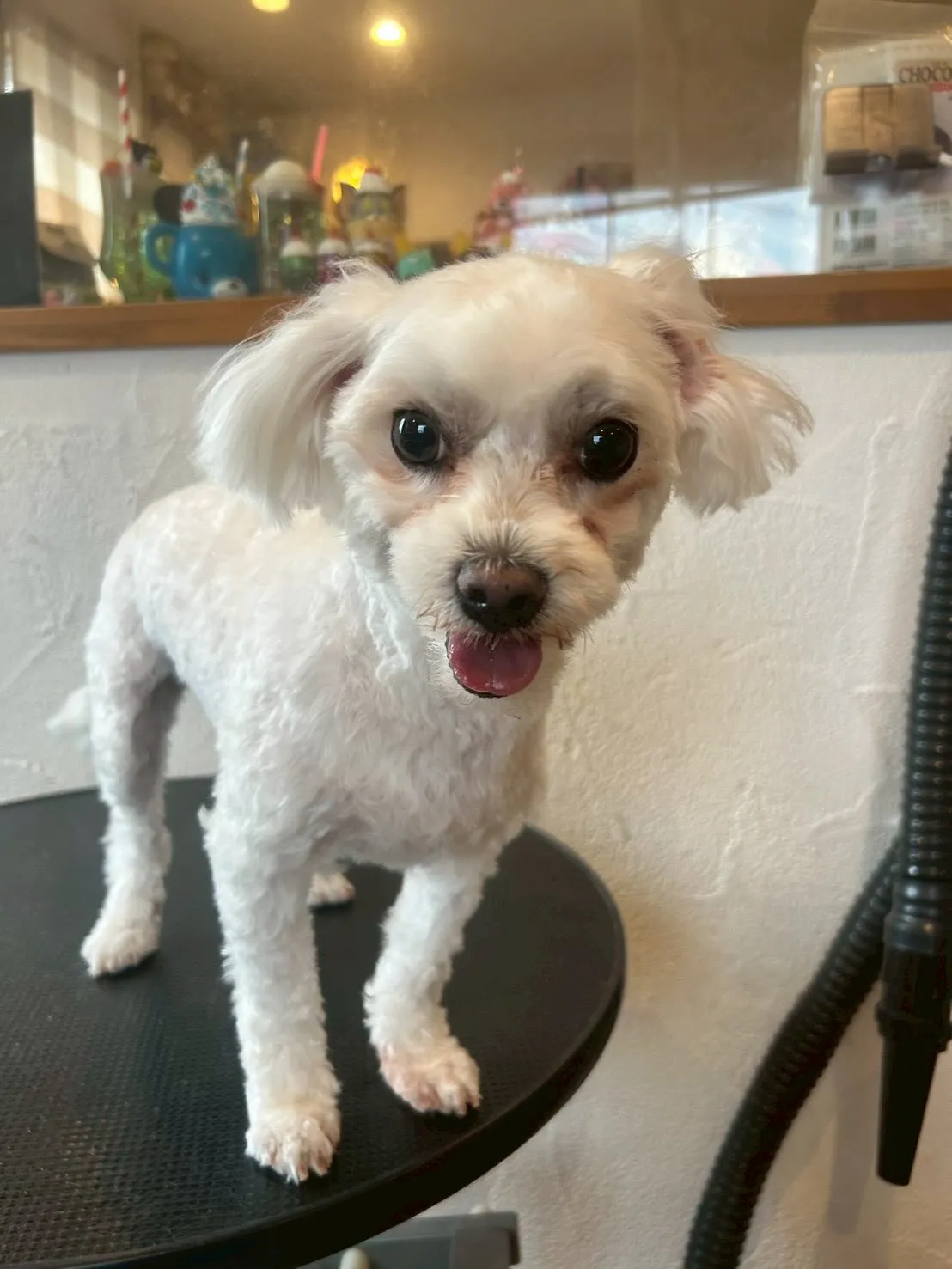 お泊まり中のMixのぷぅくん、トリミングが終わって今日もと～...