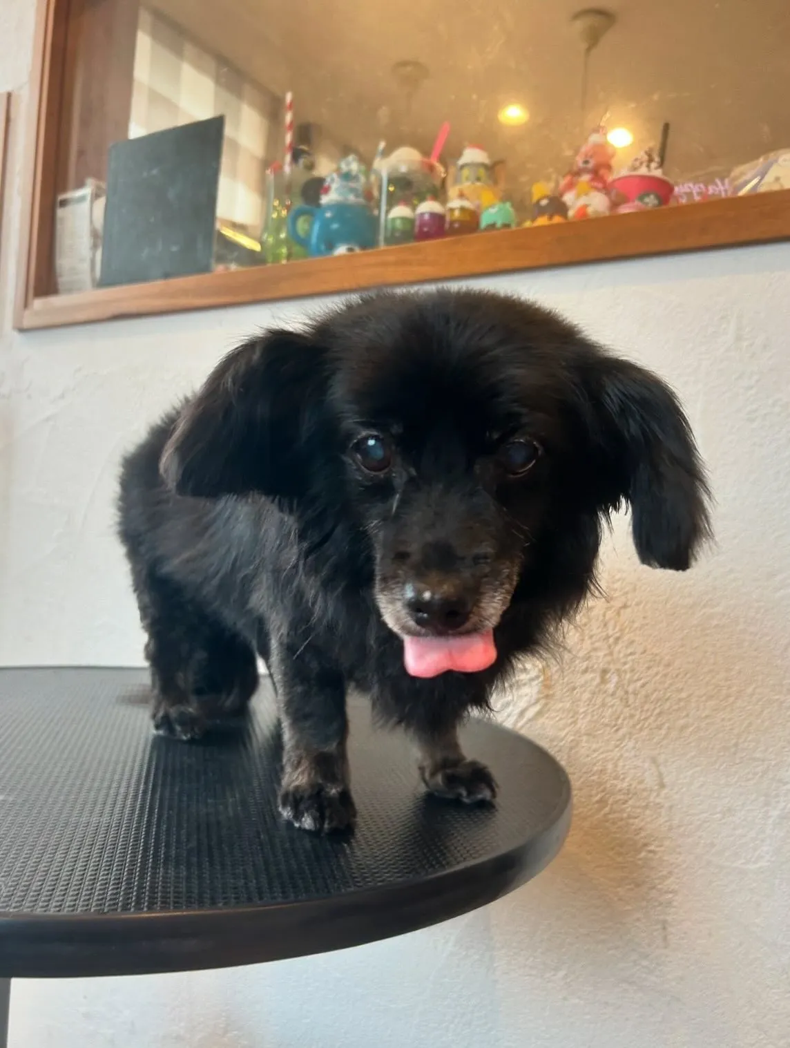 お泊まり中のMixのぷぅくん、トリミングが終わって今日もと～...