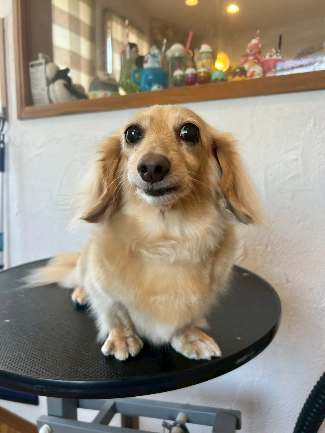 🐶✨仲良しワンちゃんたちがトリミングにきてくれました！