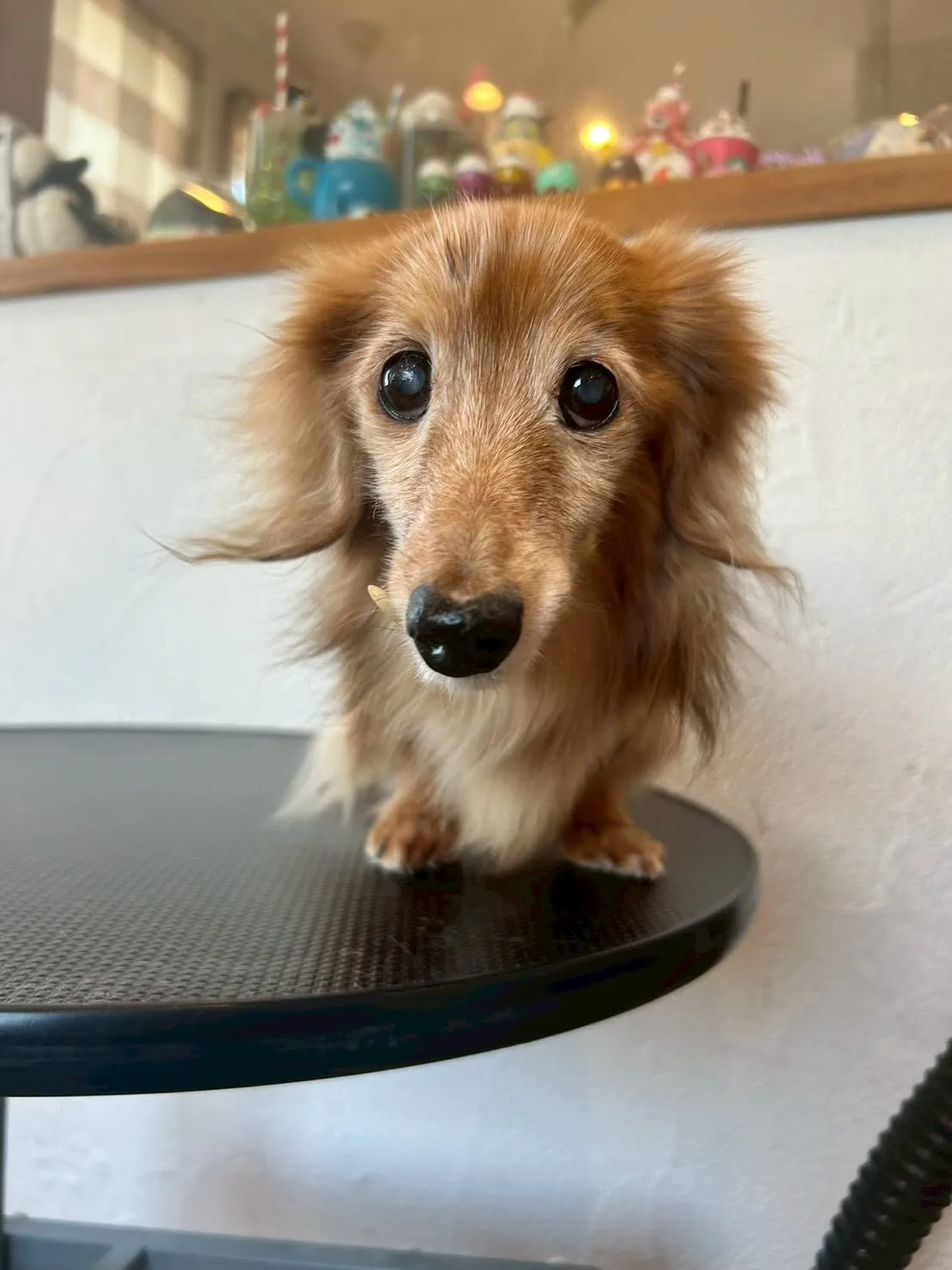 🐶✨仲良しワンちゃんたちがトリミングにきてくれました！