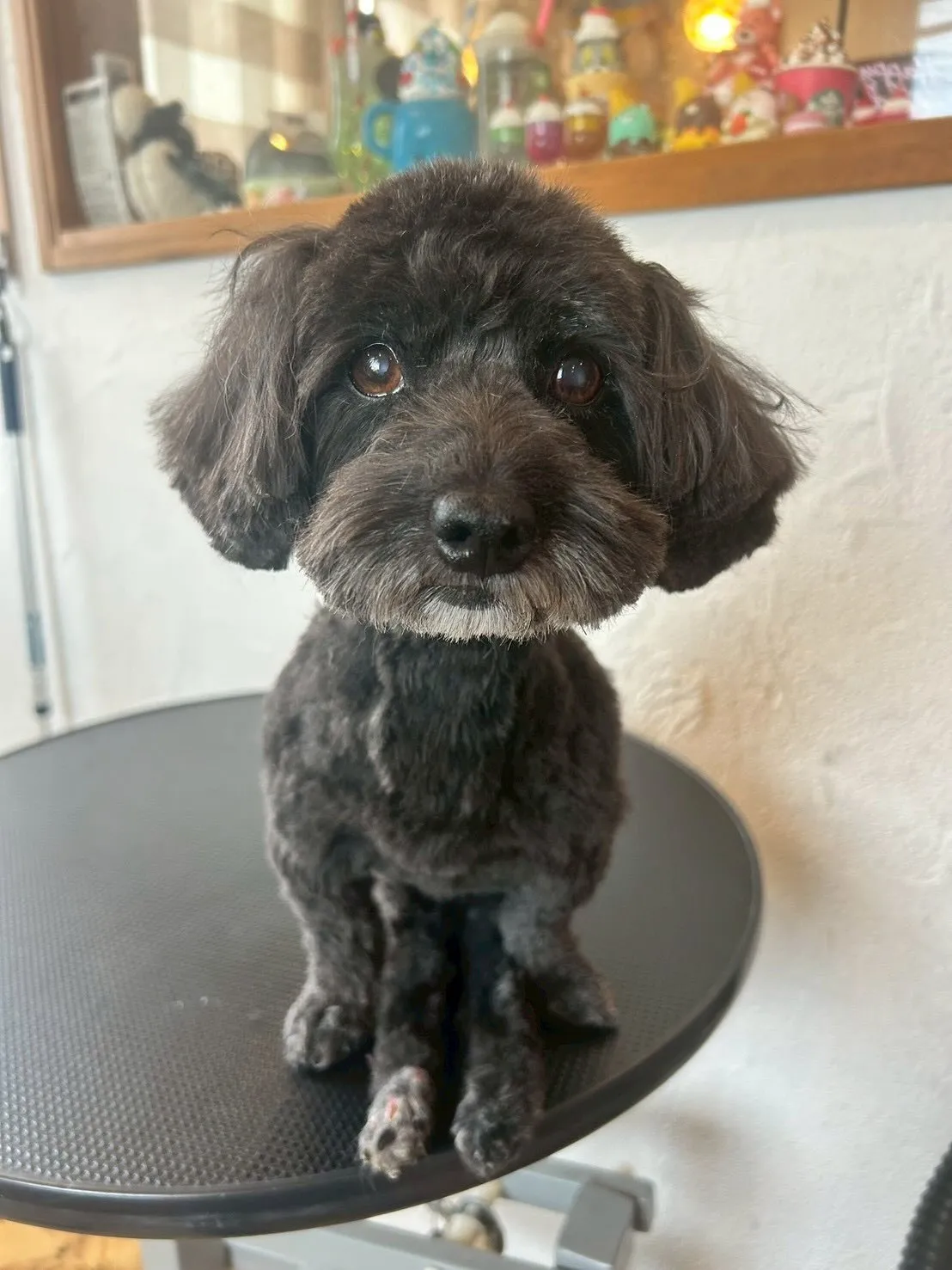 🐶✨仲良しワンちゃんたちがトリミングにきてくれました！