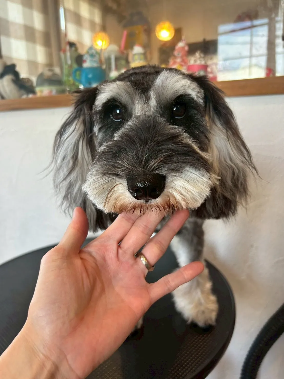 🐾可愛いワンちゃんたちがたくさん来てくれました！✨