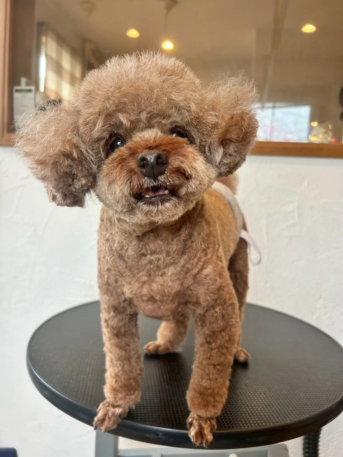 🐾可愛いワンちゃんたちがたくさん来てくれました！✨