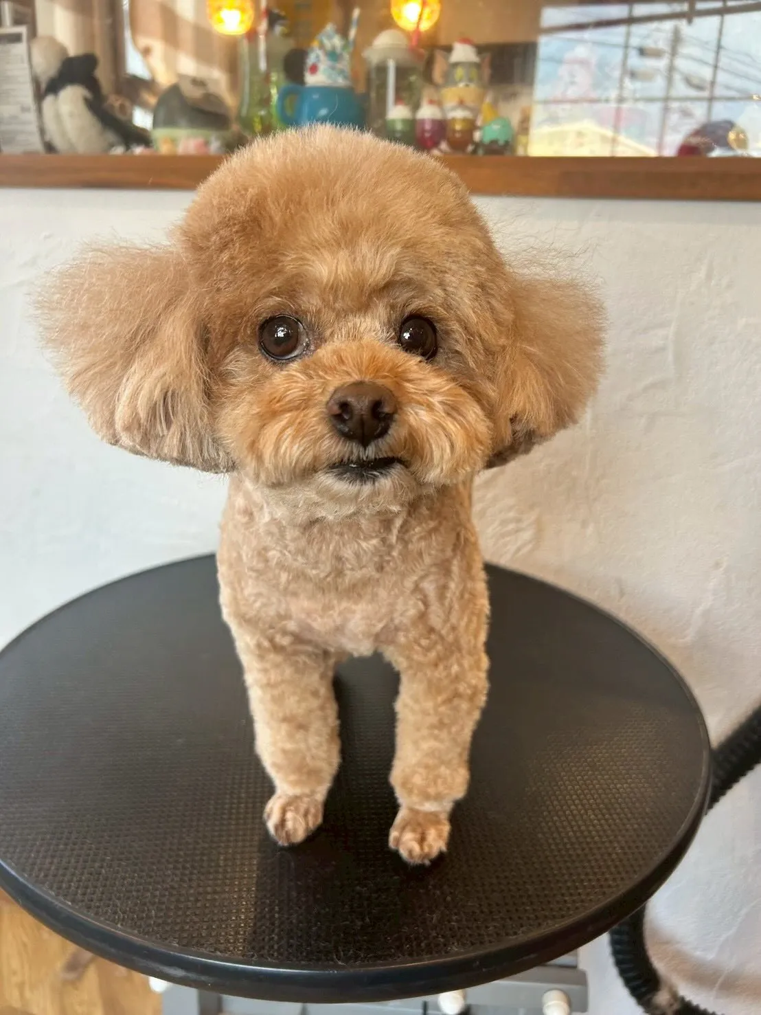 🐾可愛いワンちゃんたちがたくさん来てくれました！✨