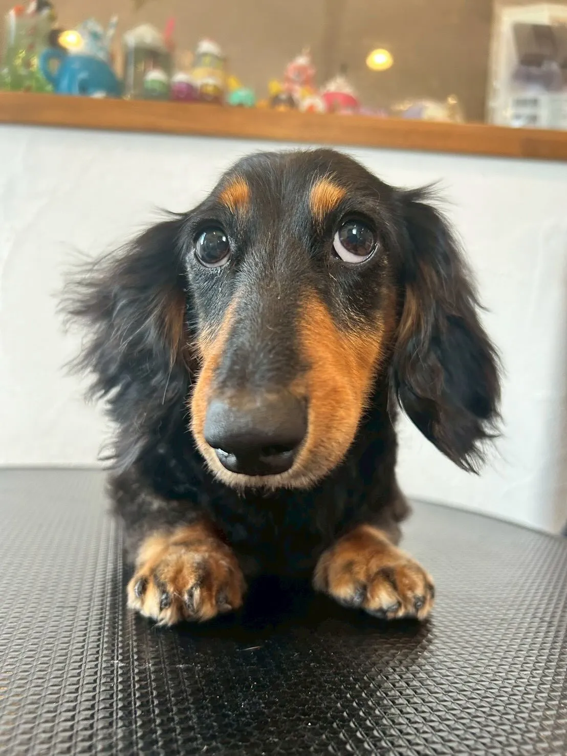 🐾可愛いワンちゃんたちがたくさん来てくれました！✨