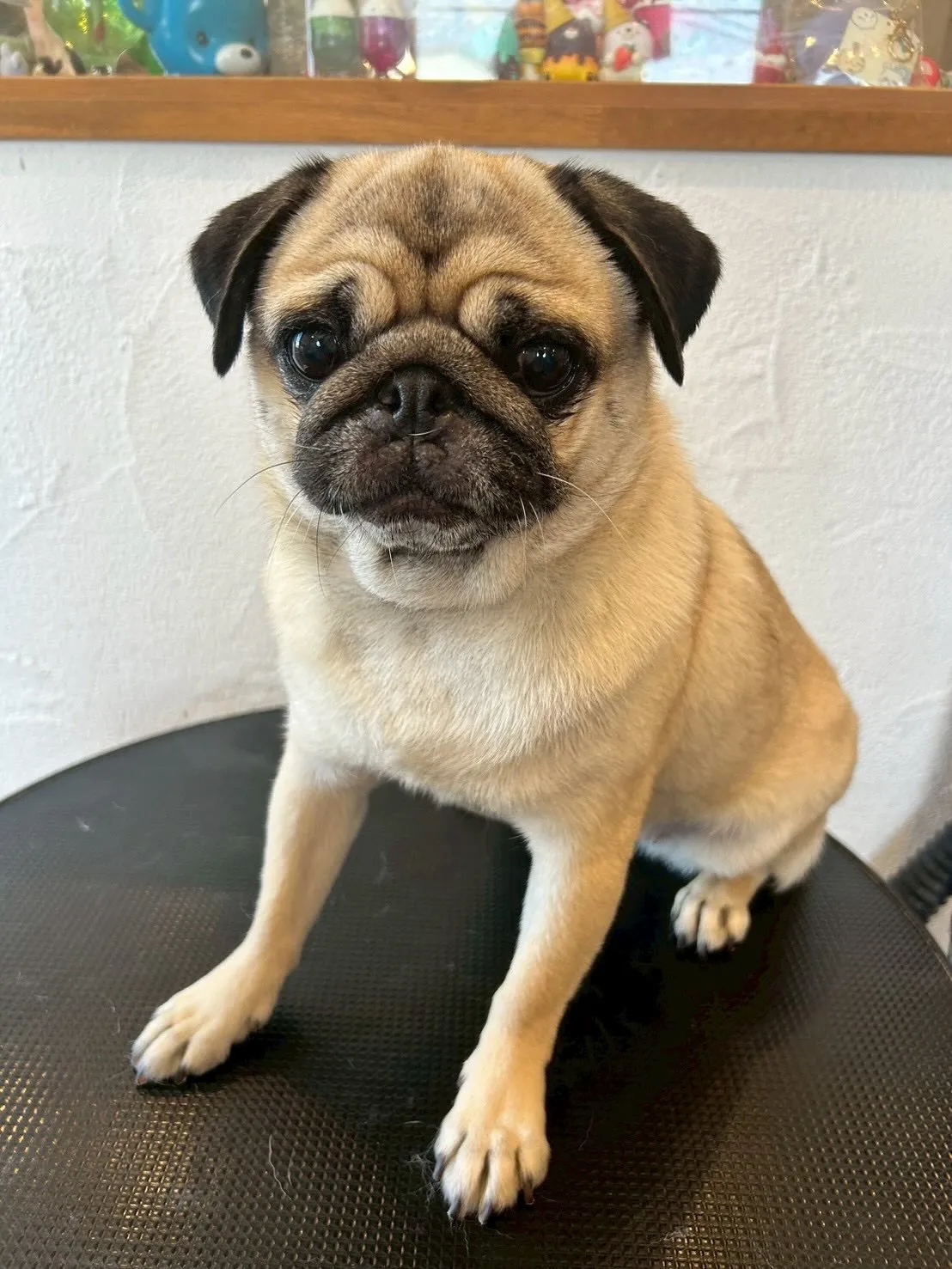 🌟🐾初めてのお友達、プードルのテオくんが遊びに来てくれました...