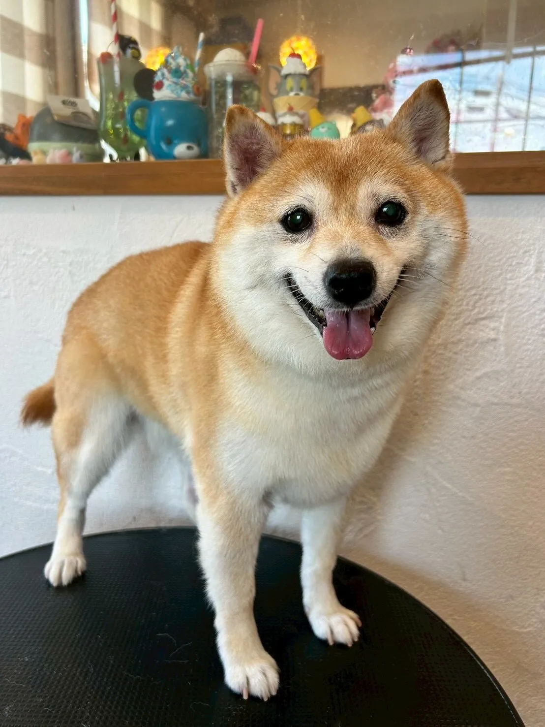 たくさんのワンちゃんたちがトリミングに来てくれましたよ〜!