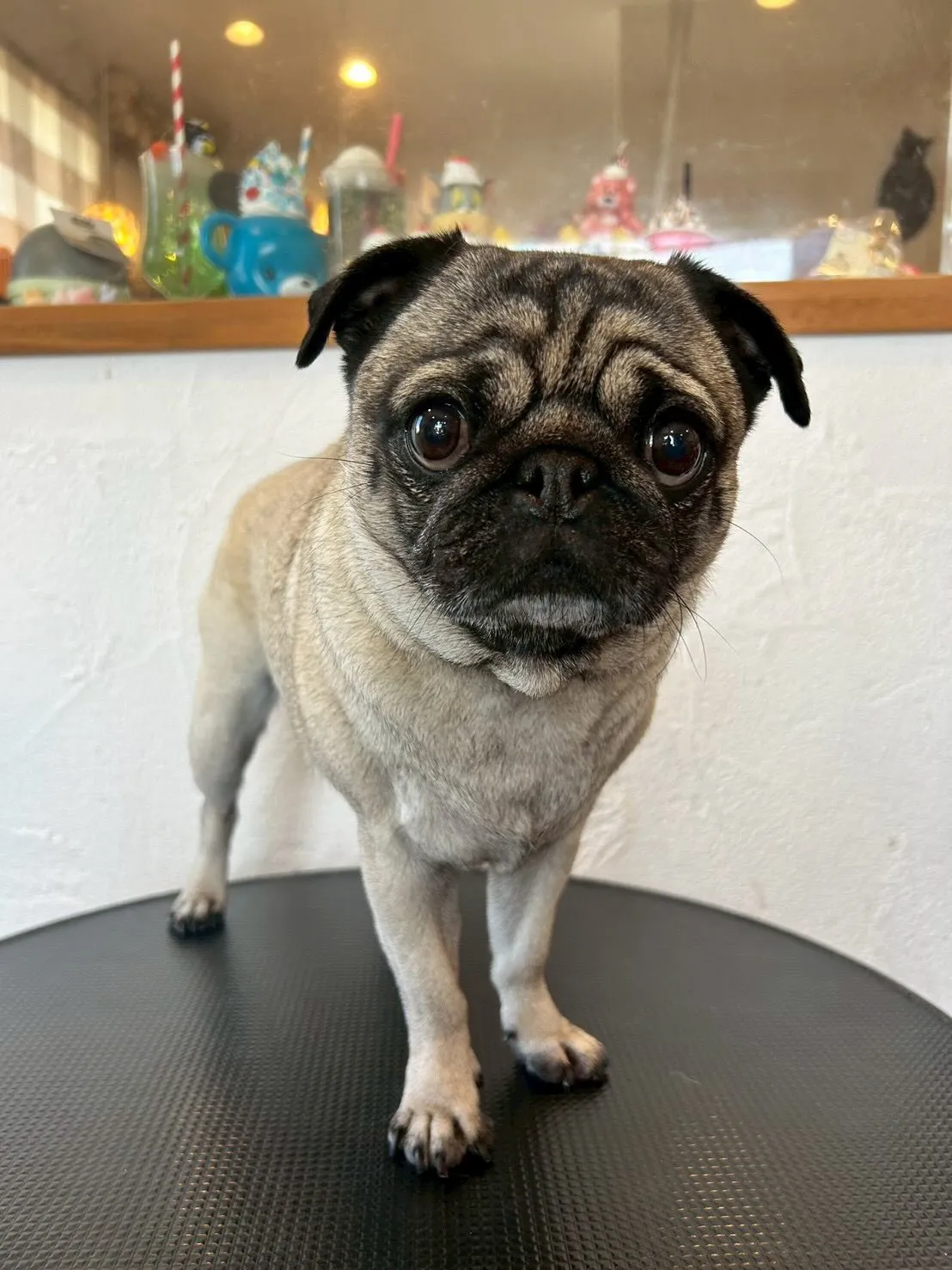 たくさんのワンちゃんたちがトリミングに来てくれましたよ〜!