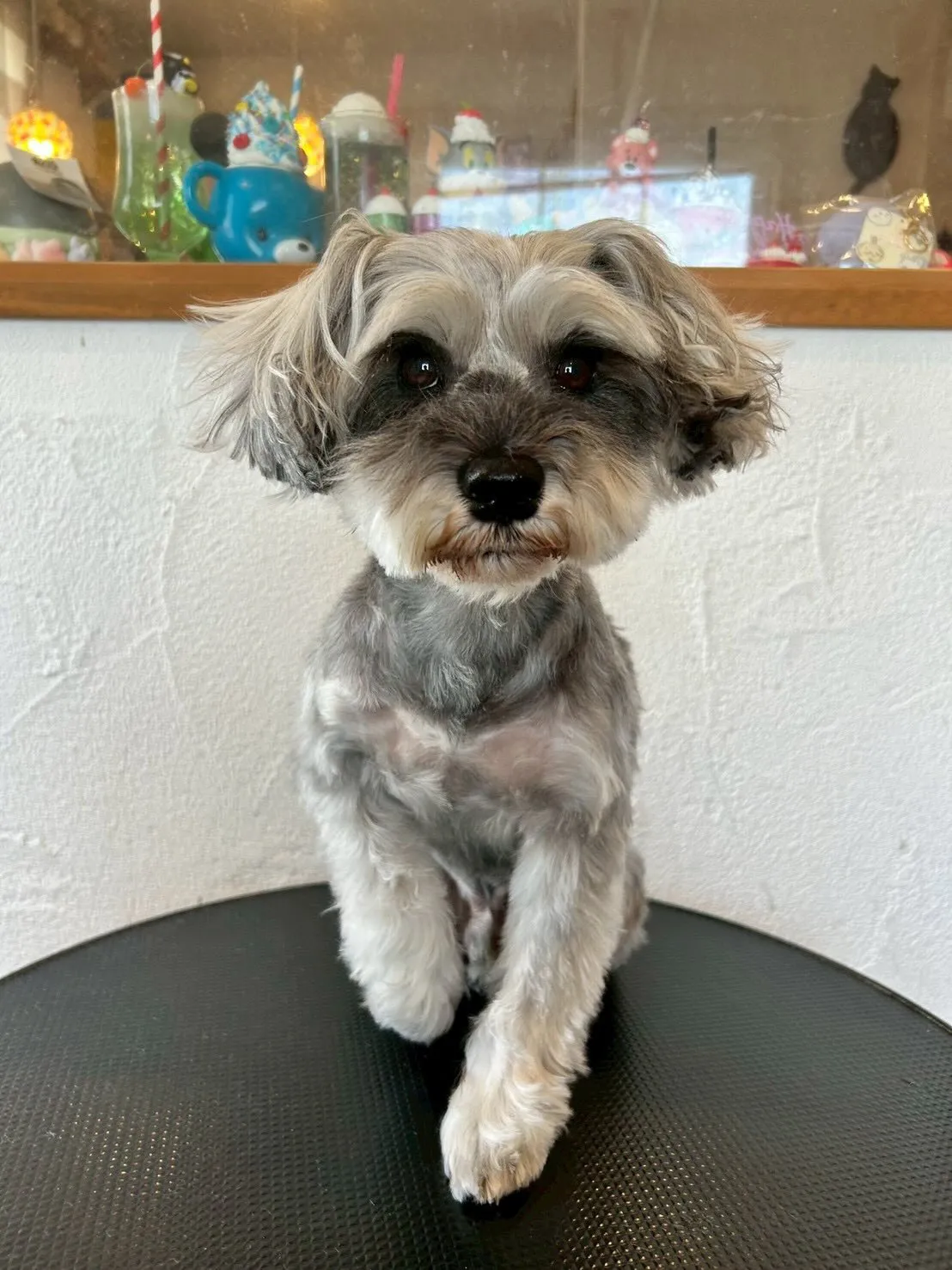 たくさんのワンちゃんたちがトリミングに来てくれましたよ〜!