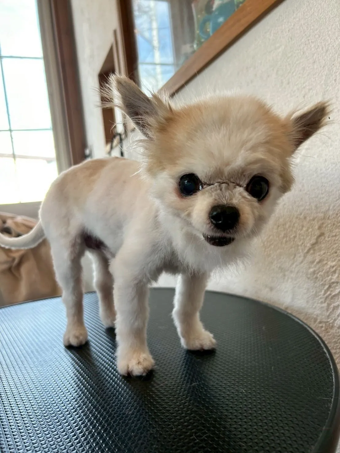 たくさんのワンちゃんたちがトリミングに来てくれましたよ〜!