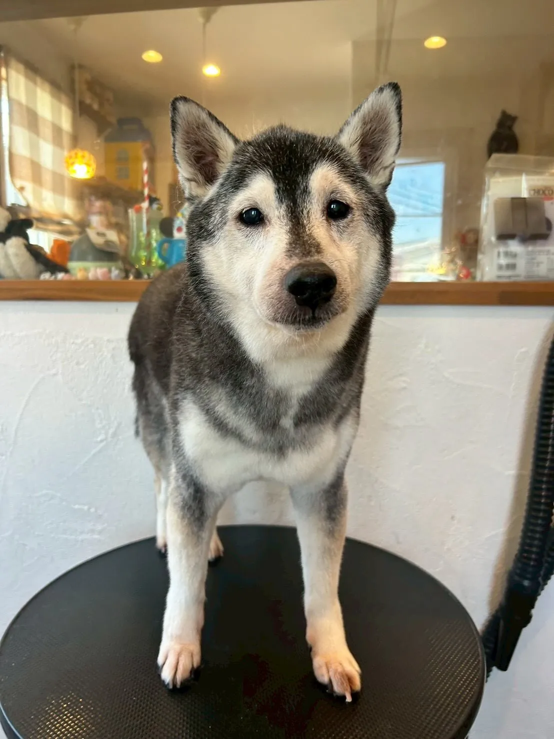 🐾🎉 たくさんのワンちゃんが遊びに来てくれました！✂️✨