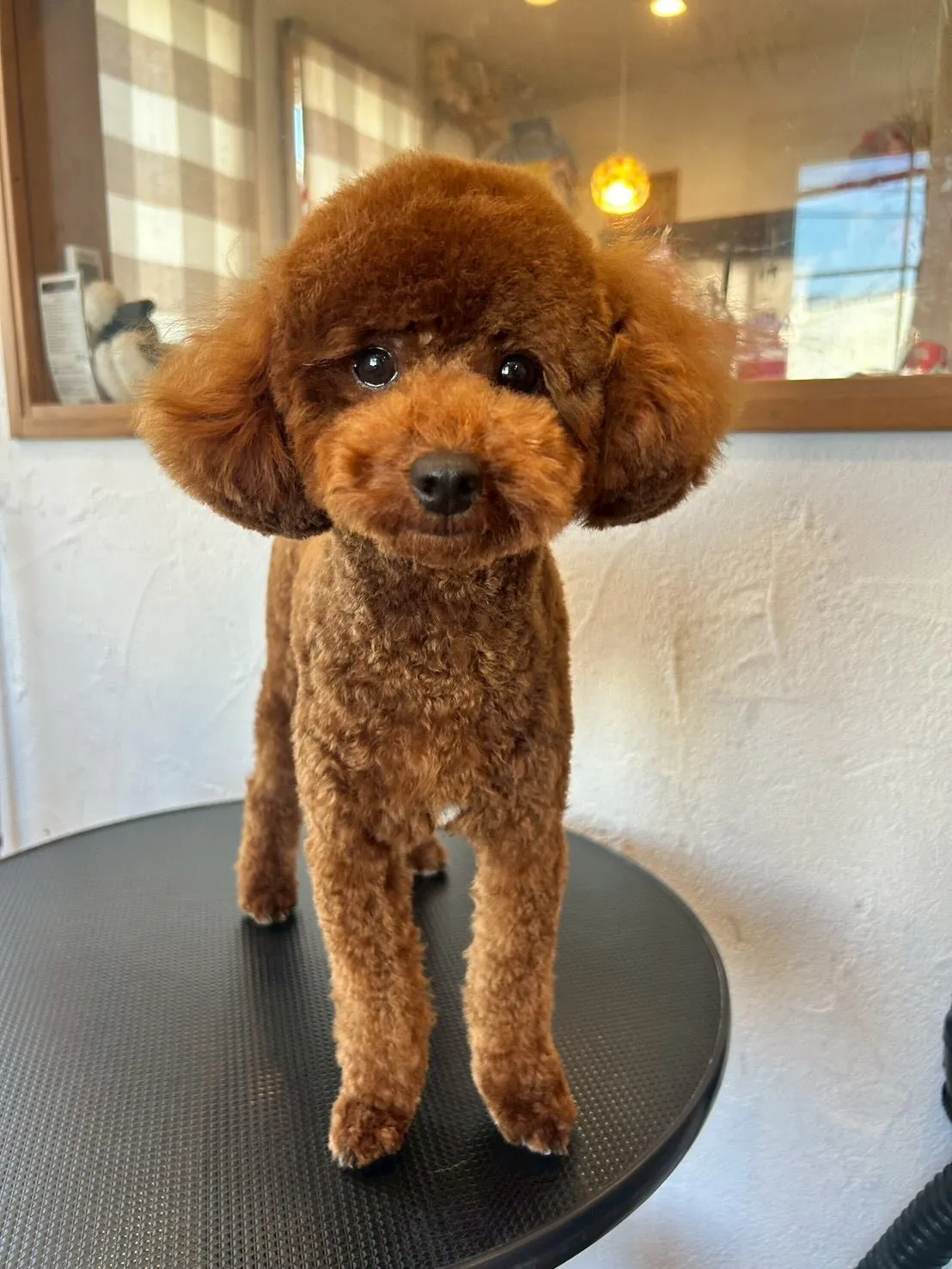 🐾🎉 たくさんのワンちゃんが遊びに来てくれました！✂️✨