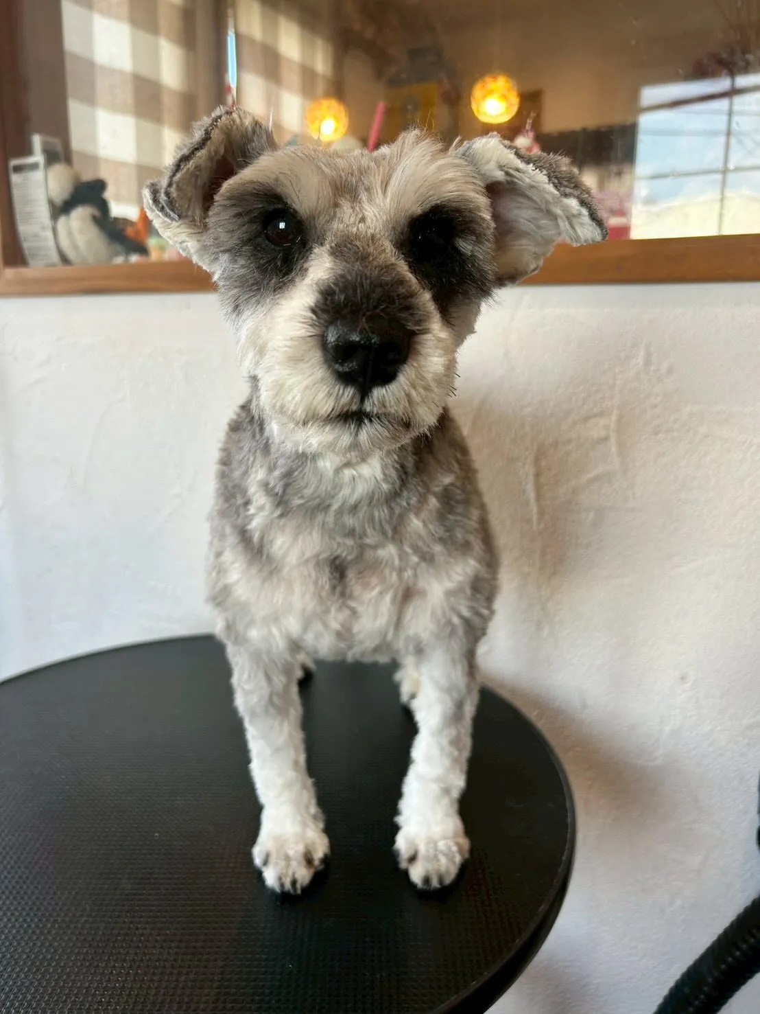 🐾🎉 たくさんのワンちゃんが遊びに来てくれました！✂️✨