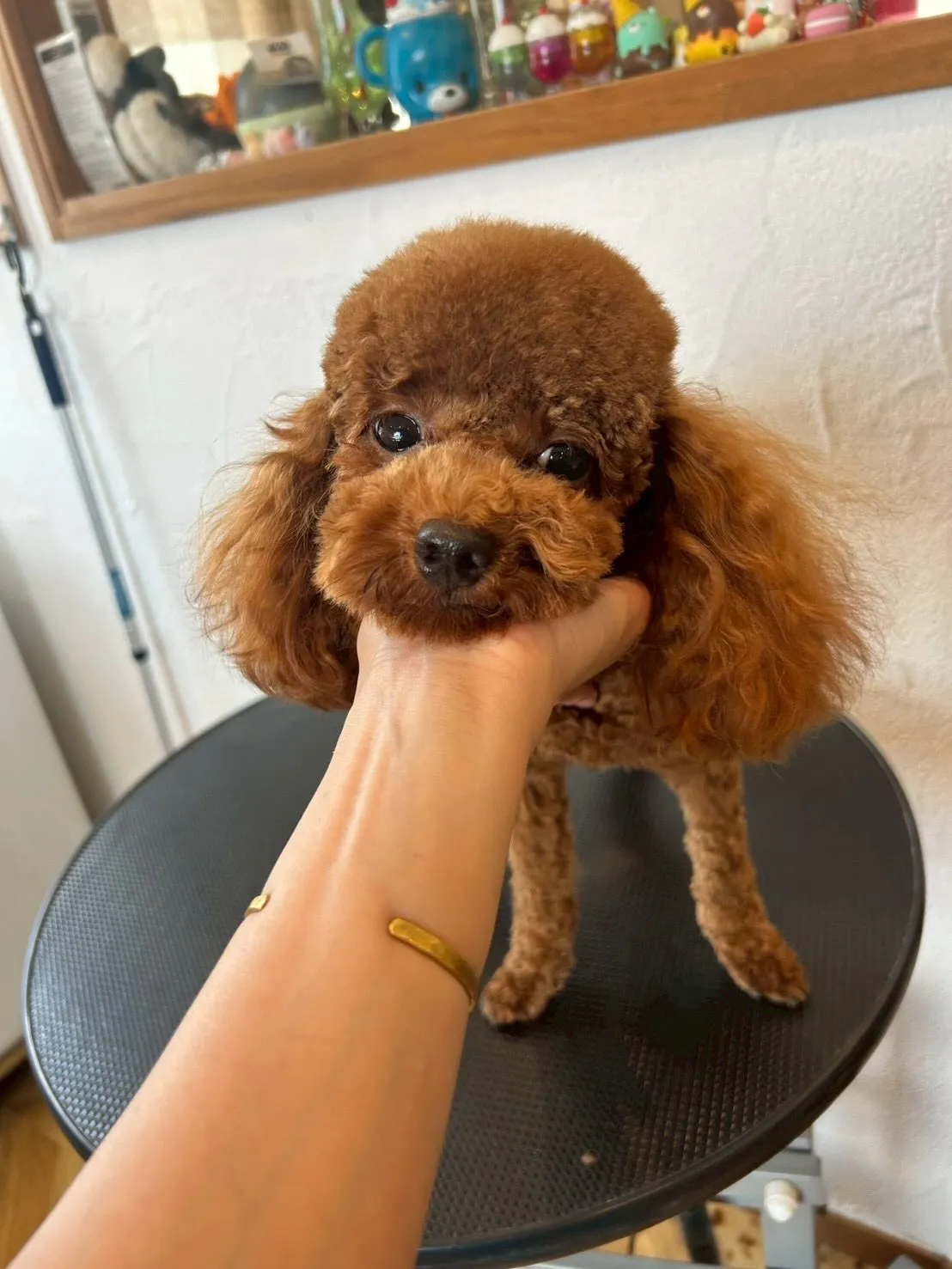 🐾可愛いお友達がたくさん来てくれたよ✨