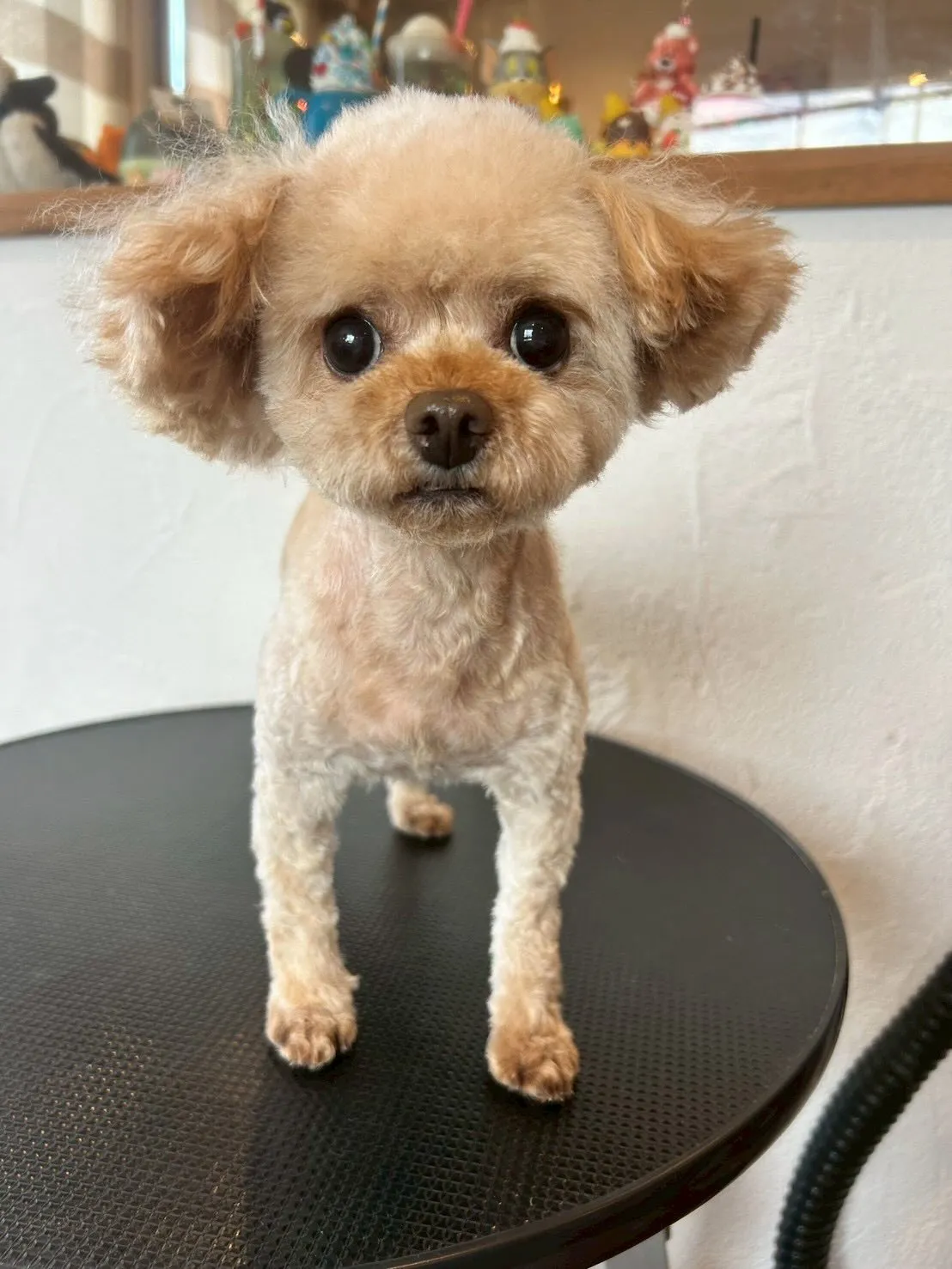 🐾可愛いお友達がたくさん来てくれたよ✨